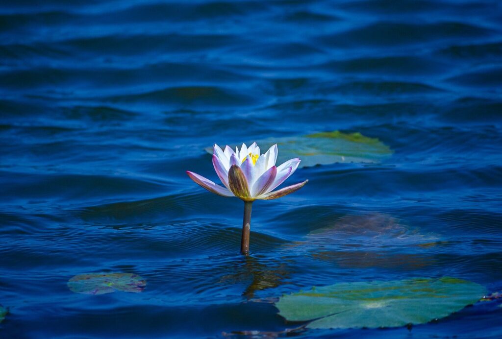 pixabay pavaprasa ind lotus 9480927 1920